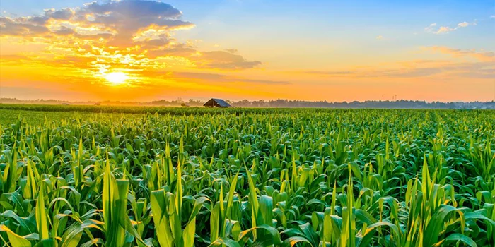 Agricultural Land